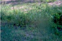 Undeveloped Land in Tuscaloosa County, Alabama