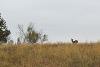 Farm and Ranch in Hardeman County, Texas