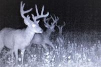 Timberland Property in Hunt County, Texas