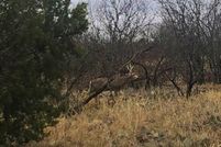 Undeveloped Land in Cottle County, Texas