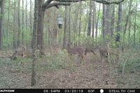 Land in Worth County, Georgia