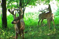 Undeveloped Land in Fillmore County, Minnesota
