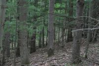 Timberland Property in Steuben County, New York