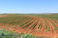 Undeveloped Land in Hall County, Texas