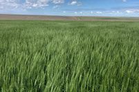 Hunting Property in Wallace County, Kansas