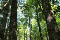 Undeveloped Land in Baraga County, Michigan