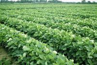 Farm and Ranch in Montgomery County, Kansas