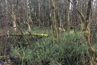 Land in Cowlitz County, Washington