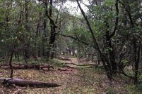Undeveloped Land in Josephine County, Oregon