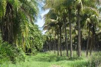 Undeveloped Land in Lee County, Florida