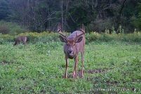 Commercial Property in Otsego County, New York