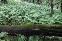 Undeveloped Land in Dane County, Wisconsin