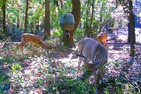 Hunting Property in Cooke County, Texas