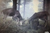 Land in Scioto County, Ohio