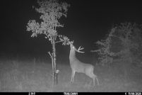 Land in Montague County, Texas