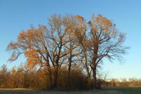 Undeveloped Land in Wood County, Texas