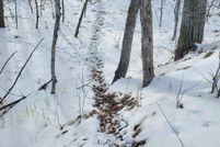 Undeveloped Land in Douglas County, Minnesota