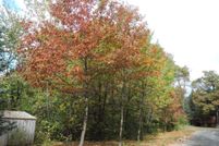 Undeveloped Land in Wright County, Minnesota