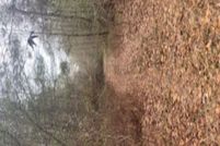 Undeveloped Land in Horry County, South Carolina