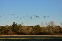 Undeveloped Land in Accomack County, Virginia