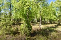 Undeveloped Land in Kenai Peninsula Borough, Alaska
