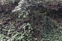 Undeveloped Land in Sonoma County, California