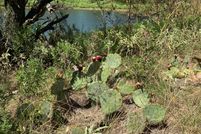 Land in Shackelford County, Texas