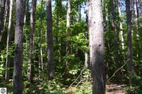 Undeveloped Land in Kalkaska County, Michigan