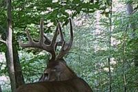 Timberland Property in Scioto County, Ohio