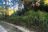Undeveloped Land in Walker County, Texas