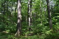 Hunting Property in Oswego County, New York