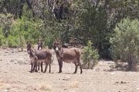 Undeveloped Land for sale in Yavapai County, Arizona