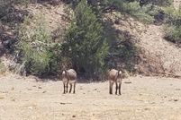 Land for sale in Yavapai County, Arizona