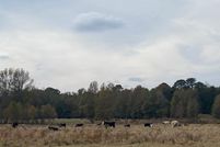 Farm and Ranch in Nevada County, Arkansas