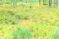 Undeveloped Land in Luzerne County, Pennsylvania