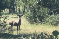 Hunting Property in Menard County, Texas