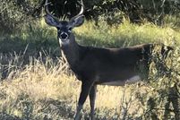Recreational Property in Menard County, Texas