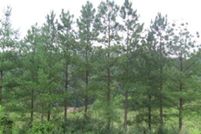 Land for sale in Pike County, Kentucky