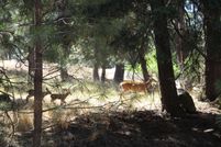 Undeveloped Land for sale in Klamath County, Oregon