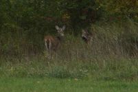 Land for sale in Lenawee County, Michigan