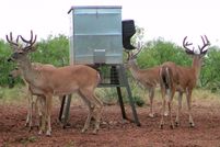 Farm and Ranch in Archer County, Texas