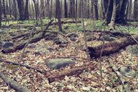 Undeveloped Land in Hillsdale County, Michigan