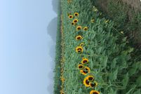 Undeveloped Land in Suffolk County, New York