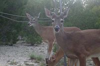 Hunting Property in Coryell County, Texas