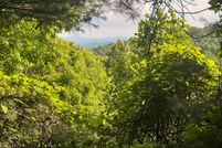 Undeveloped Land in Ashe County, North Carolina