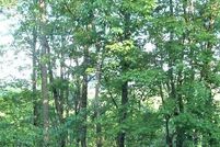 Undeveloped Land in Schuylkill County, Pennsylvania