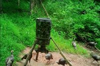 Timberland Property in Meigs County, Ohio