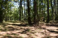 Undeveloped Land in Pamlico County, North Carolina