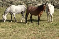 Undeveloped Land in Taos County, New Mexico