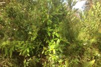 Land in Hawaii County, Hawaii